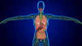 Understanding your lymphatics simply