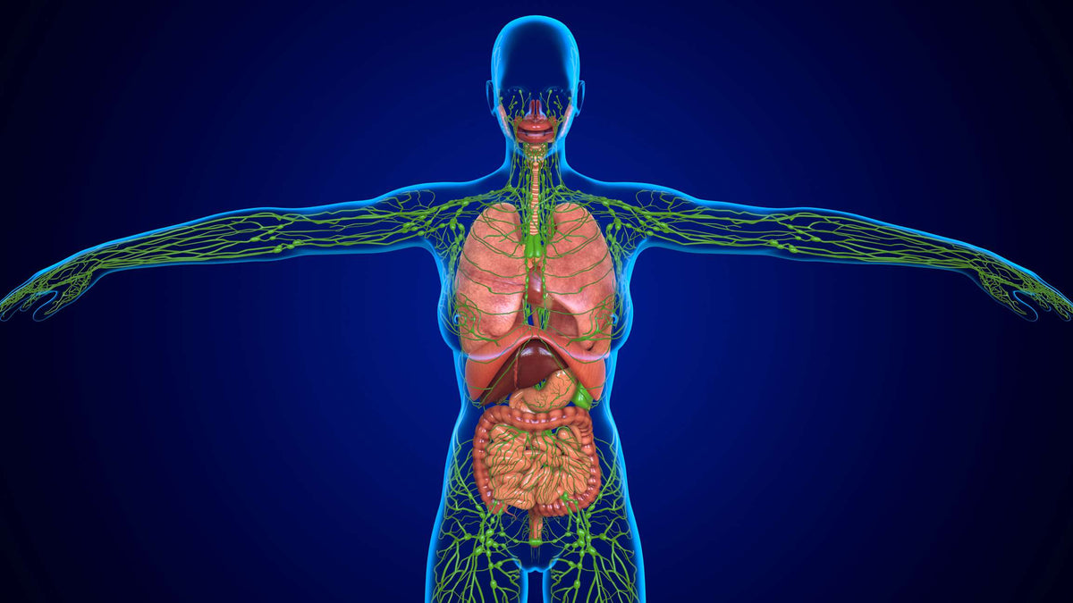 Understanding your lymphatics simply